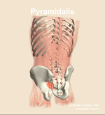 The pyramidalis muscle of the abdomen - orientation 4