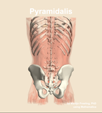 The pyramidalis muscle of the abdomen - orientation 5