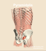 The pyramidalis muscle of the abdomen - orientation 6