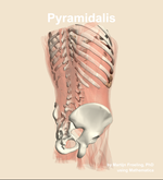 The pyramidalis muscle of the abdomen - orientation 7