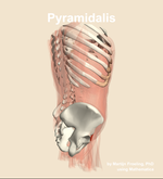The pyramidalis muscle of the abdomen - orientation 8