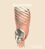 The pyramidalis muscle of the abdomen - orientation 9