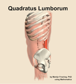 The quadratus lumborum muscle of the abdomen - orientation 1