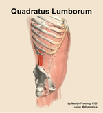 The quadratus lumborum muscle of the abdomen - orientation 10