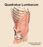 The quadratus lumborum muscle of the abdomen - orientation 11