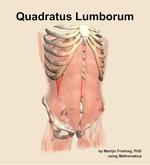 The quadratus lumborum muscle of the abdomen - orientation 12