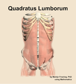 The quadratus lumborum muscle of the abdomen - orientation 13