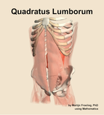 The quadratus lumborum muscle of the abdomen - orientation 14