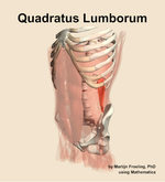 The quadratus lumborum muscle of the abdomen - orientation 15