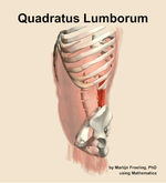 The quadratus lumborum muscle of the abdomen - orientation 16