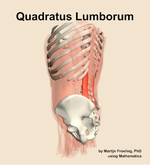 The quadratus lumborum muscle of the abdomen - orientation 2