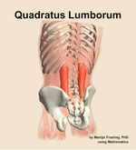 The quadratus lumborum muscle of the abdomen - orientation 4