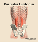 The quadratus lumborum muscle of the abdomen - orientation 5