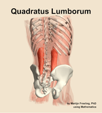 The quadratus lumborum muscle of the abdomen - orientation 6