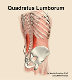 The quadratus lumborum muscle of the abdomen - orientation 7