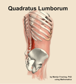 The quadratus lumborum muscle of the abdomen - orientation 8