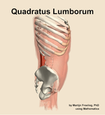 The quadratus lumborum muscle of the abdomen - orientation 9
