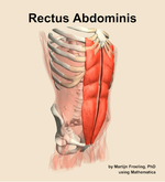 The rectus abdominis muscle of the abdomen - orientation 11