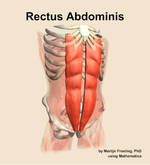 The rectus abdominis muscle of the abdomen - orientation 12
