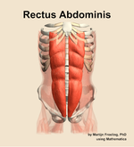 The rectus abdominis muscle of the abdomen - orientation 13