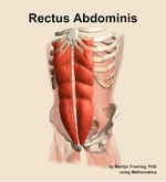 The rectus abdominis muscle of the abdomen - orientation 14