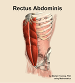 The rectus abdominis muscle of the abdomen - orientation 15