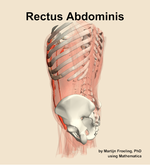The rectus abdominis muscle of the abdomen - orientation 2