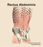 The rectus abdominis muscle of the abdomen - orientation 4