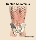 The rectus abdominis muscle of the abdomen - orientation 5
