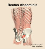 The rectus abdominis muscle of the abdomen - orientation 6