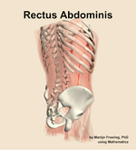 The rectus abdominis muscle of the abdomen - orientation 7