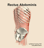 The rectus abdominis muscle of the abdomen - orientation 8