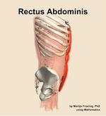 The rectus abdominis muscle of the abdomen - orientation 9