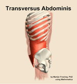 The transversus abdominis muscle of the abdomen - orientation 1