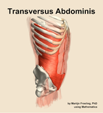 The transversus abdominis muscle of the abdomen - orientation 10