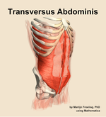 The transversus abdominis muscle of the abdomen - orientation 11