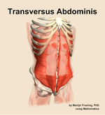 The transversus abdominis muscle of the abdomen - orientation 12