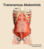 The transversus abdominis muscle of the abdomen - orientation 13