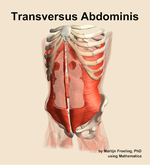 The transversus abdominis muscle of the abdomen - orientation 14