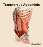 The transversus abdominis muscle of the abdomen - orientation 15