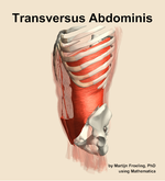 The transversus abdominis muscle of the abdomen - orientation 16