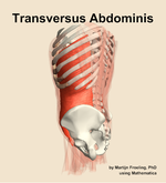 The transversus abdominis muscle of the abdomen - orientation 2