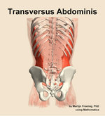 The transversus abdominis muscle of the abdomen - orientation 5