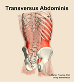 The transversus abdominis muscle of the abdomen - orientation 6