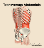 The transversus abdominis muscle of the abdomen - orientation 7