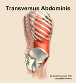 The transversus abdominis muscle of the abdomen - orientation 8