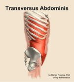 The transversus abdominis muscle of the abdomen - orientation 9