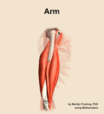 Muscles of the Arm - orientation 10