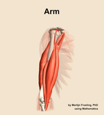 Muscles of the Arm - orientation 11