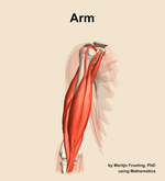 Muscles of the Arm - orientation 12